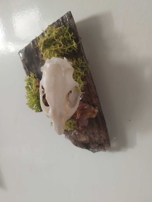 Етично изкуство върху кости