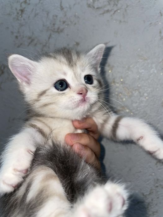 мраморный британец