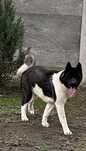 Femelă Akita American