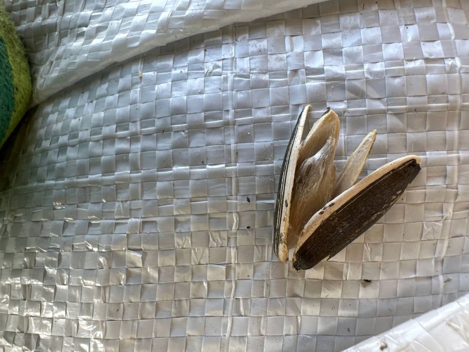 Семечка сотилади, оптомга, мағзи тўла