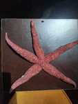 морская звезда Asteria amurensis