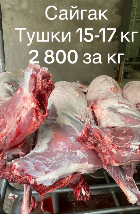 Продам мясо Сайгака