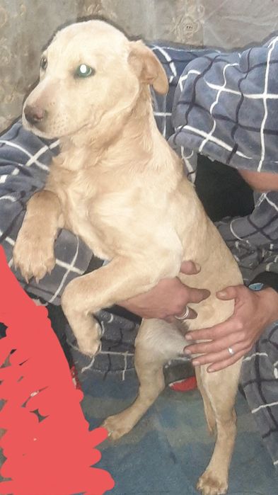 Отдам щенка девочку только в добрые руки.