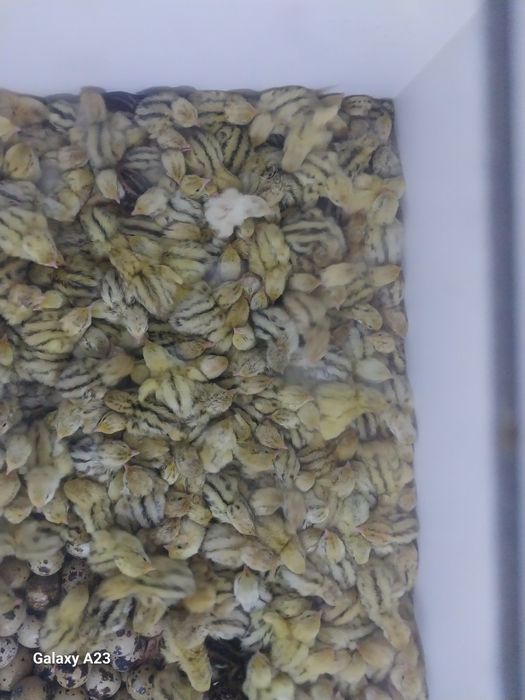 Срочно Продам перепелят манжурцы