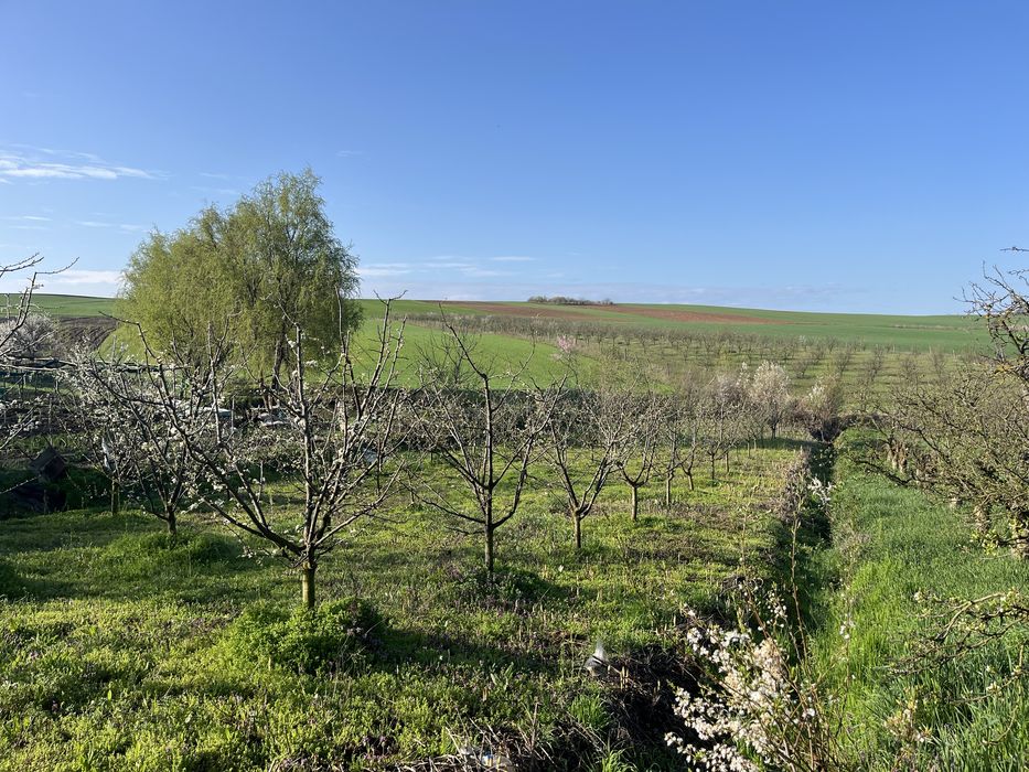 Teren arabil de vanzare/vie/livada in Tasnad