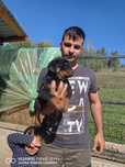 Pui Rottweiller de vanzare