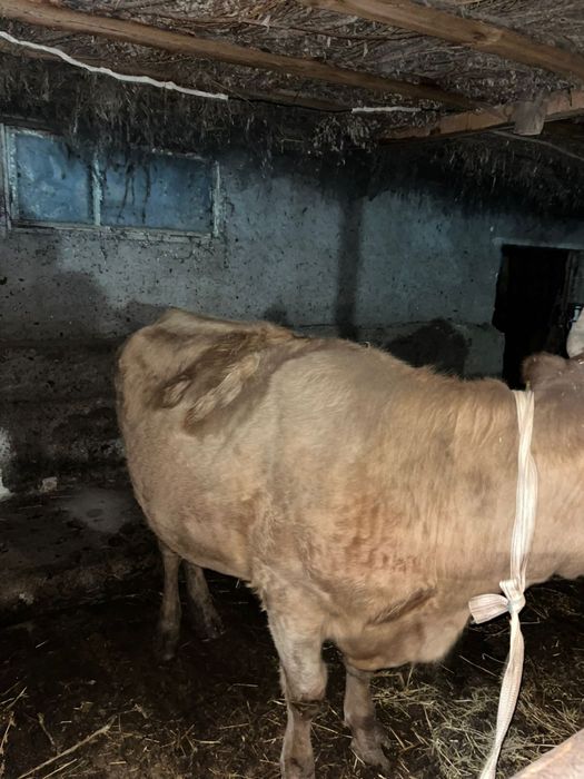 Продаю Корова Телка. На Соғым Согым