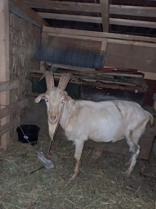 Capre si tapi de vanzare