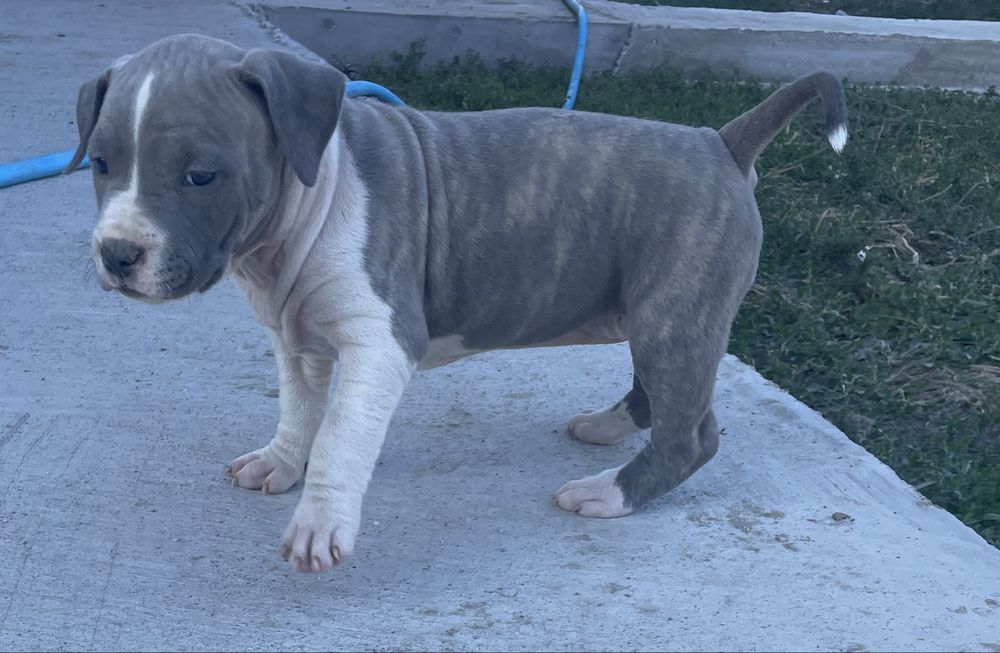 American Staffordshire Terrier
