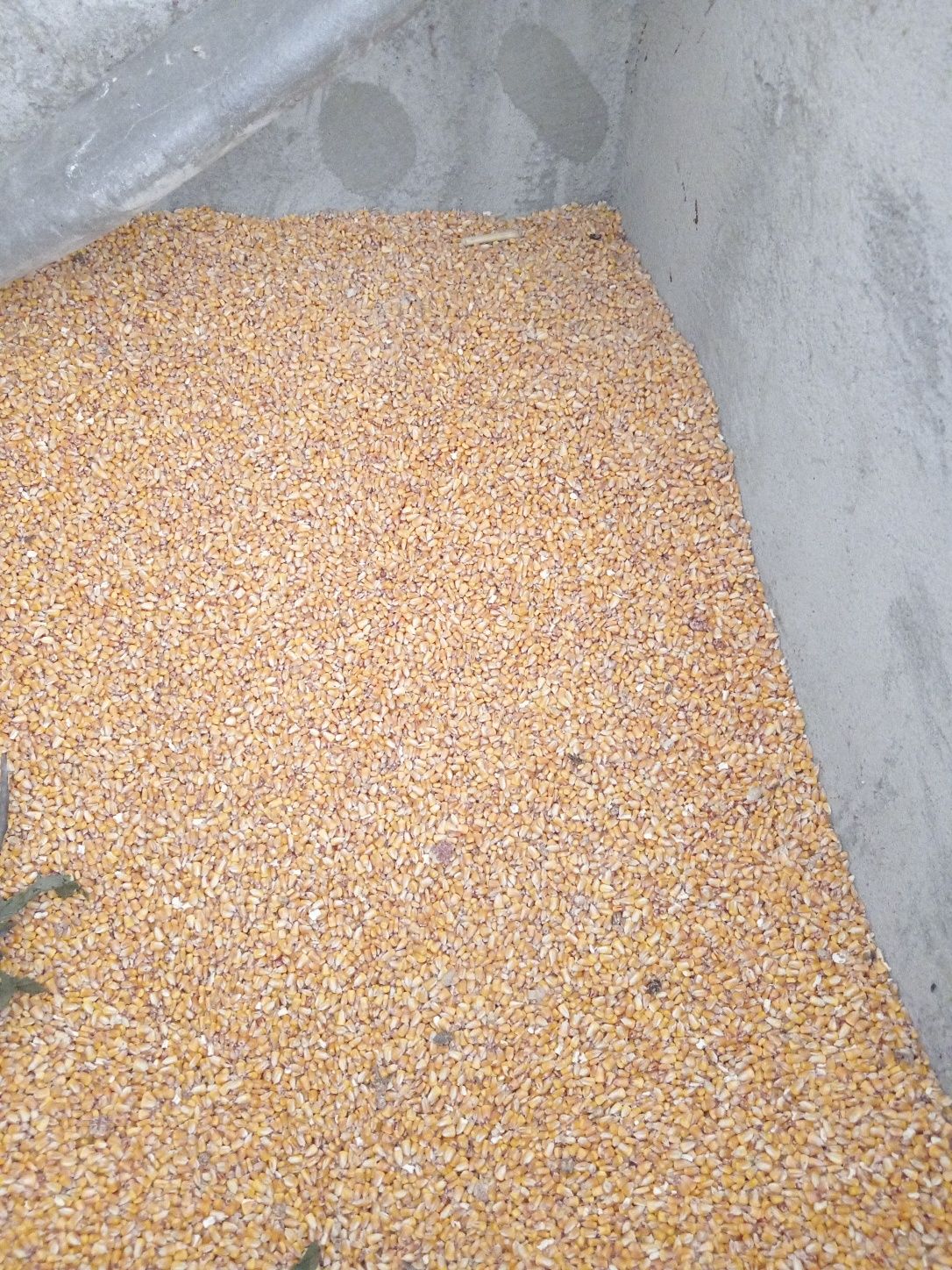 Porumb 1,40/kg..