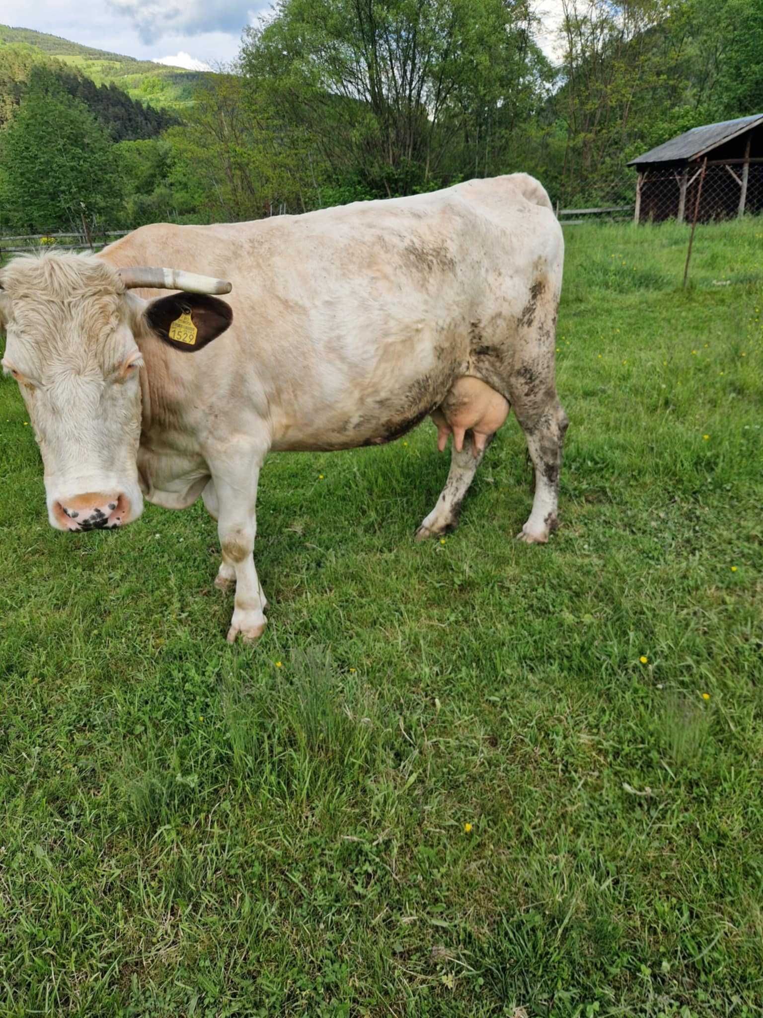 Vaca baltata 20l lapte la zi