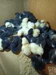 Pui de găină Australorp negru și leghorn alb