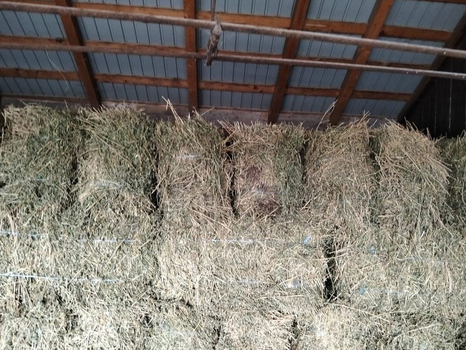 Baloti Lucernă irigabila pură