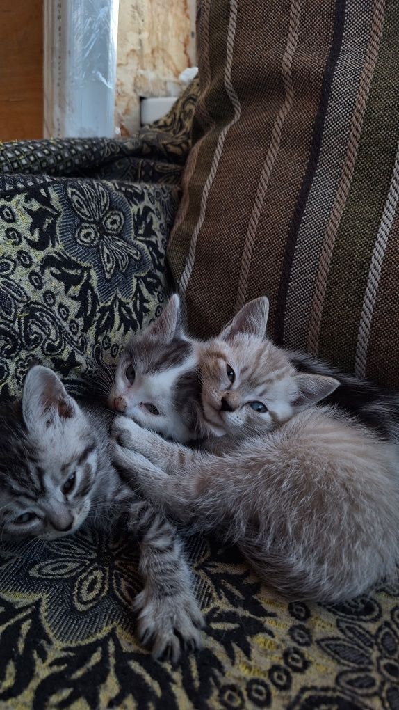 Отдам кошку и котят