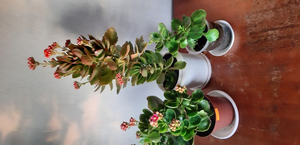 Каланхое различни цветове ,големина и други цветя