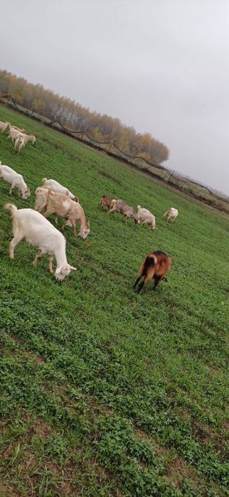 Vand 21 capre pret negociabil