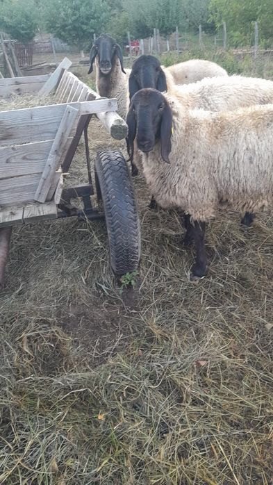 De vanzare berbec sarbesc