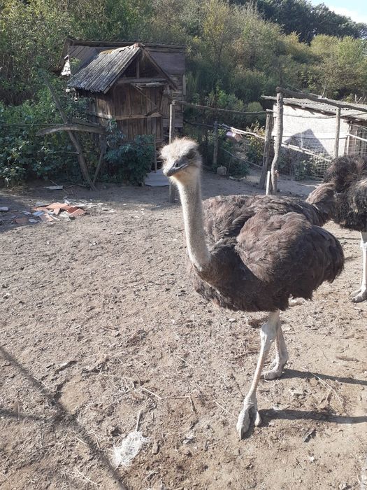 Vând o pereche de struți. Vârstă 2 ani .