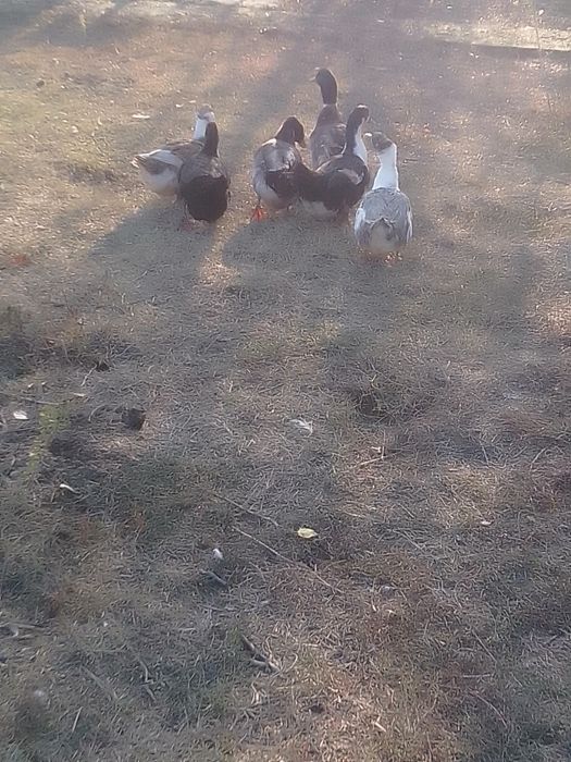 De vânzare găini pitici și rațe românești