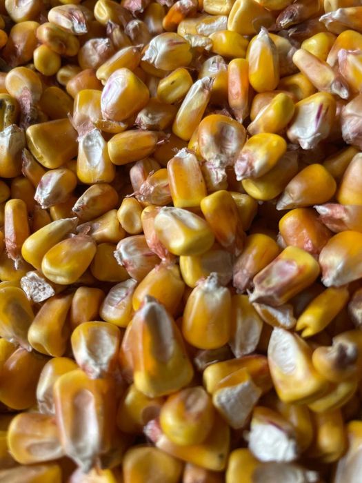 Vând porumb boabe 2025