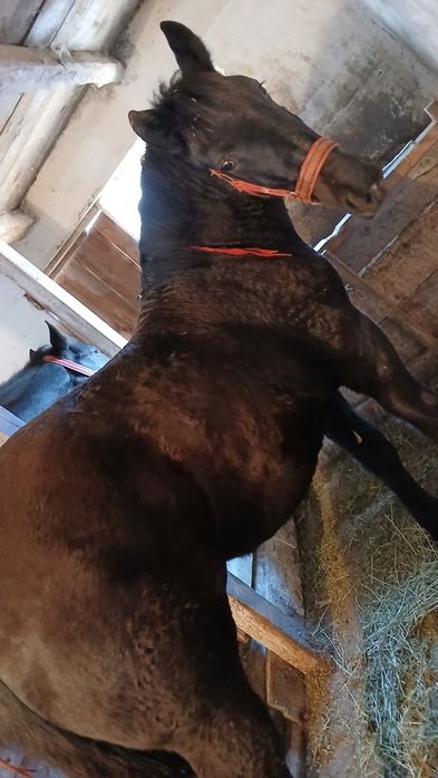 De vânzare mânza neagra!