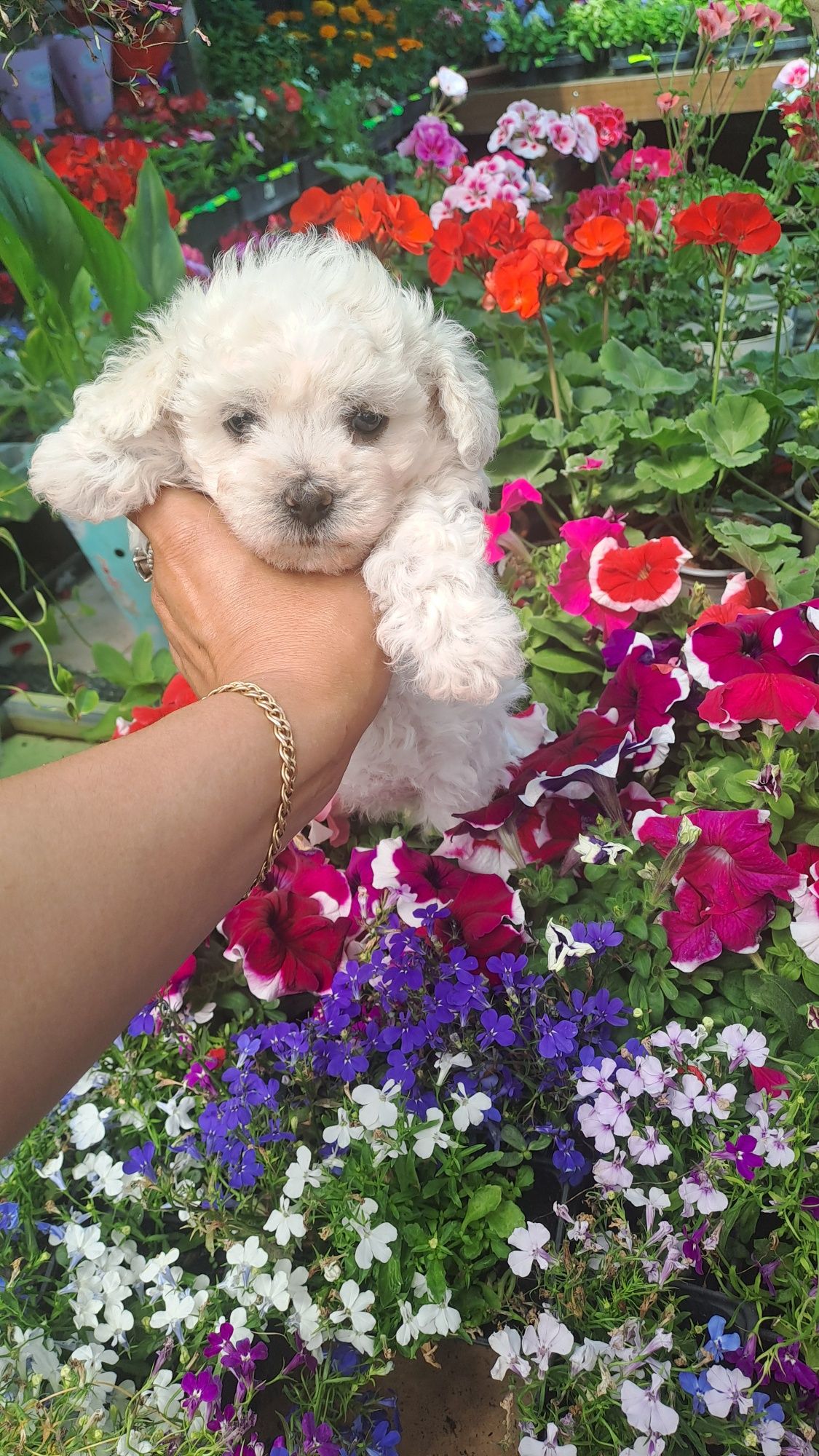 Bichon frise/bolognese nu lasa par,rasa pura