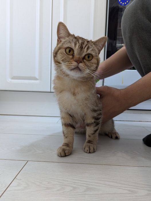 Отдам кошку британскую золотая табби