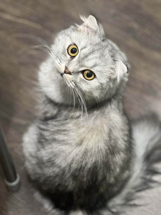 Породистая кошка стерилизованная