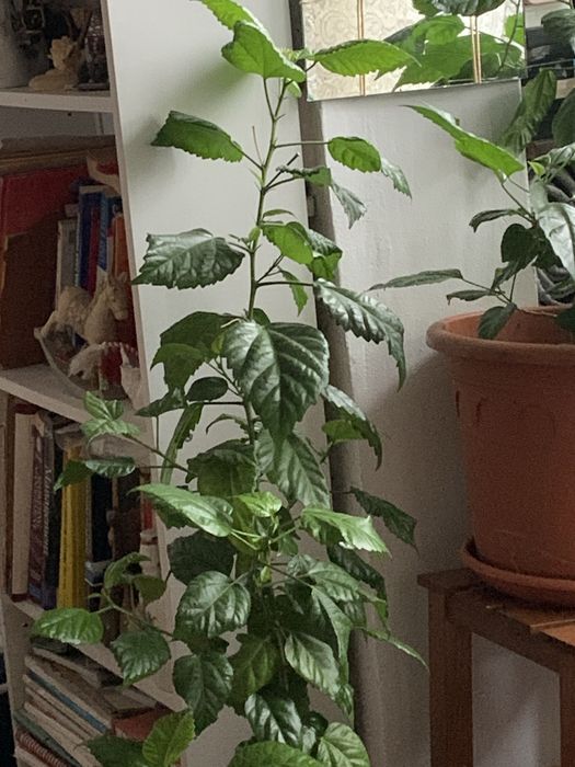 Trandafir japonez de 2 ani cu flori rosii batute