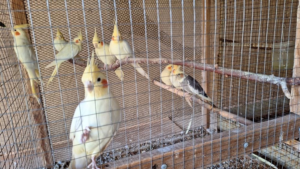 Продам попугай карелла