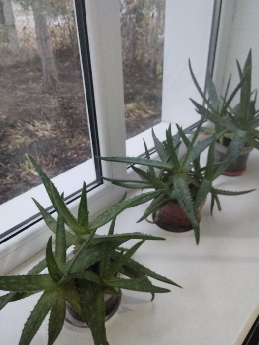 Продам цветок Алоэ