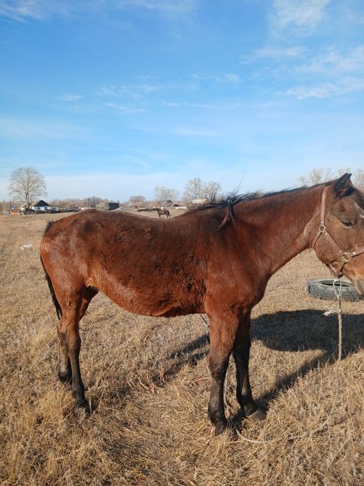 Продам обученную кобылу.