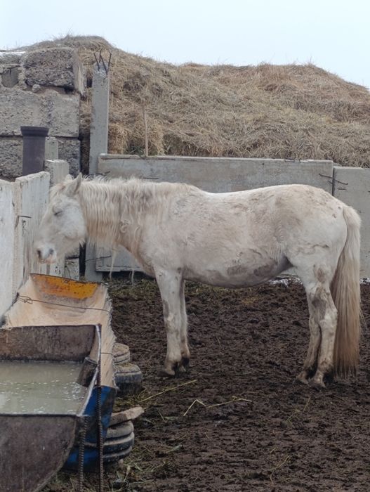 Соғымға бие сатылады