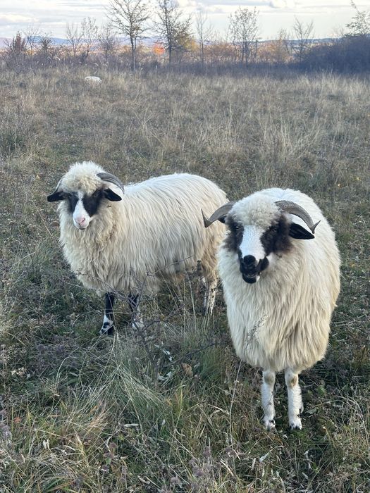 Berbeci brezi foarte frumosi