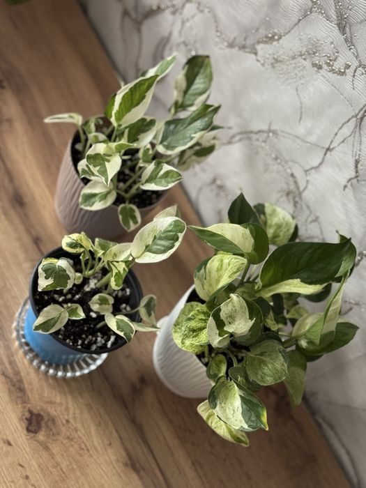 Хлорофитум, сциндапсусы, эпипремнум, спатифиллум