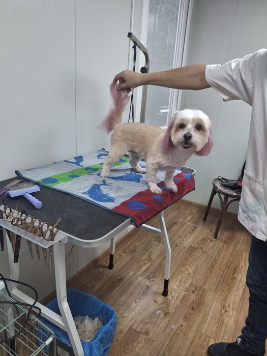 Frizerie canina  Tuns la domiciliu sau salon,Taxi
