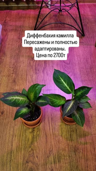 Готовые комнатные цветы в школу, в офис