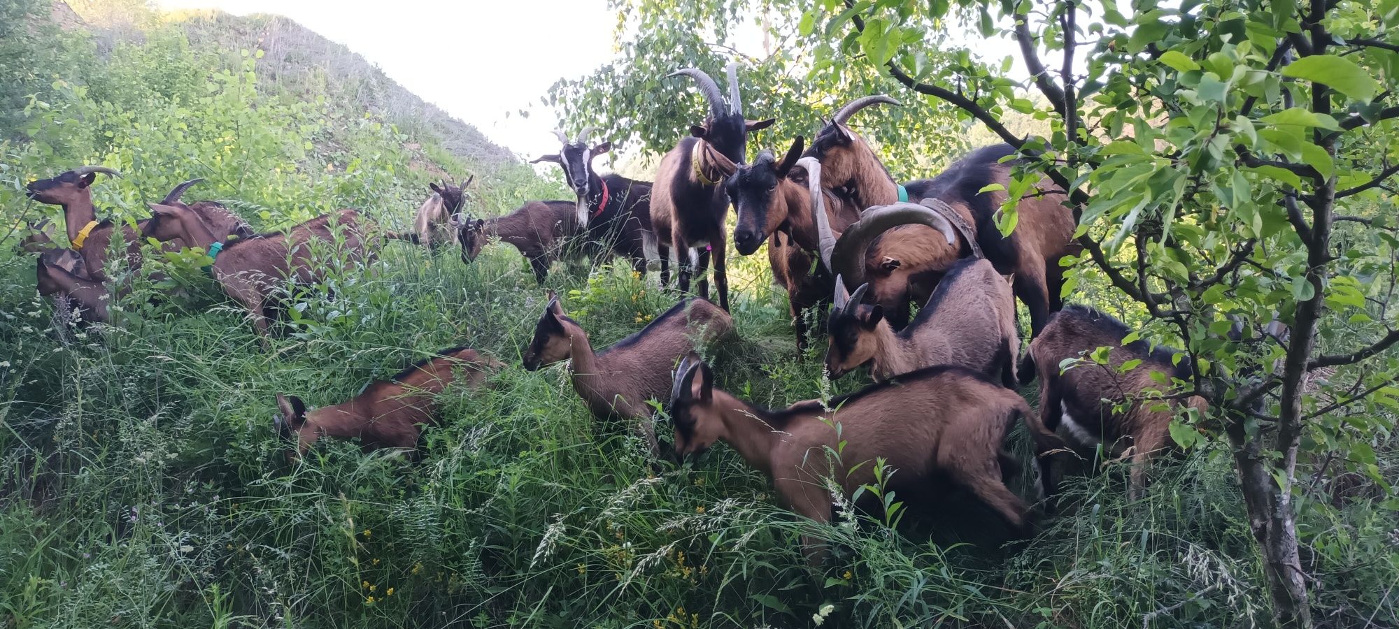 Țap Alpin Francez