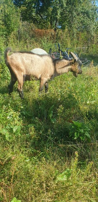 vănd un țap alpin francez