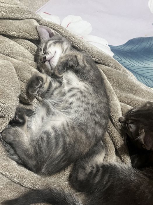Отдам шустрых котят