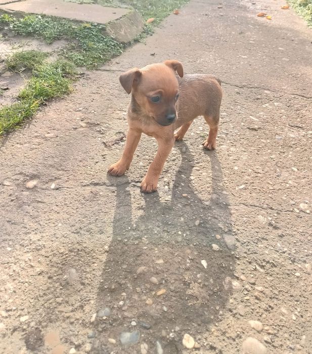 Продавам Мъжко Пинчер