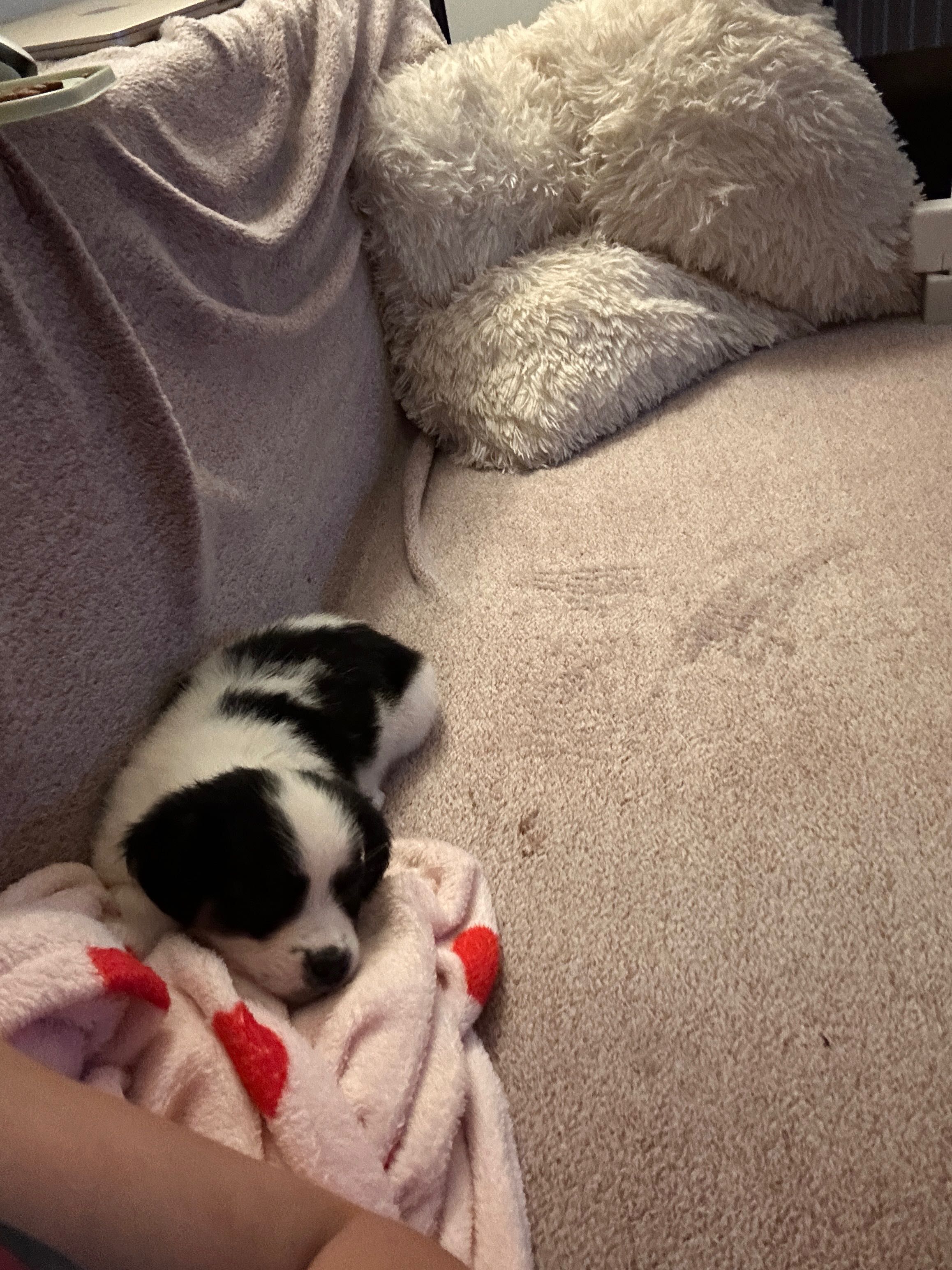 Cățelușa spre adoptie
