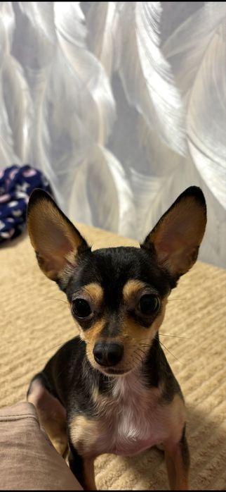 Мини-той-терьер (девочка)