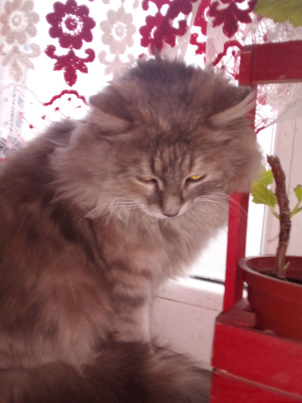 Котенок 2х месяцев