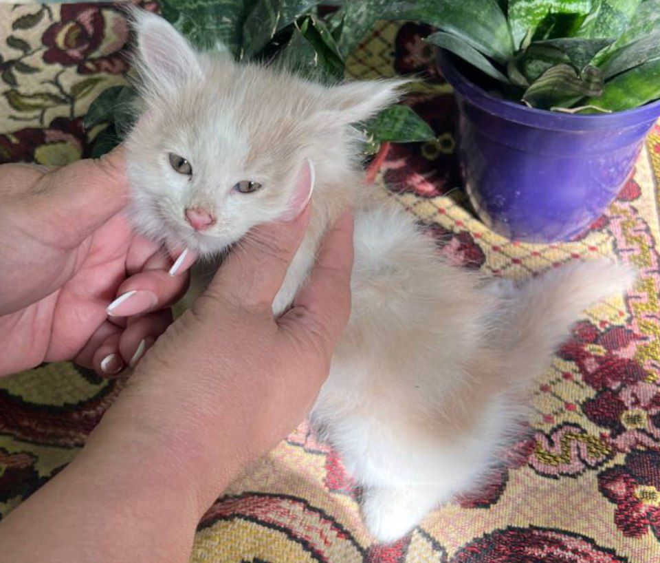 Самарканд.  Котята в заботливые руки
