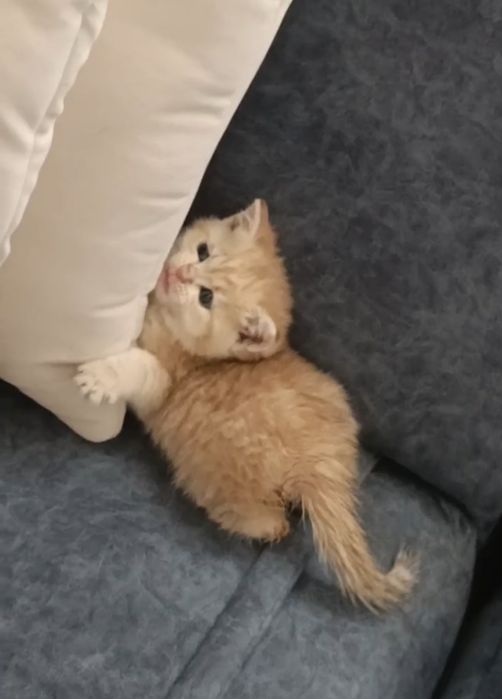 Красивые котята Страйт и Фолд