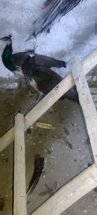 Bir para tovuslar sotiladi