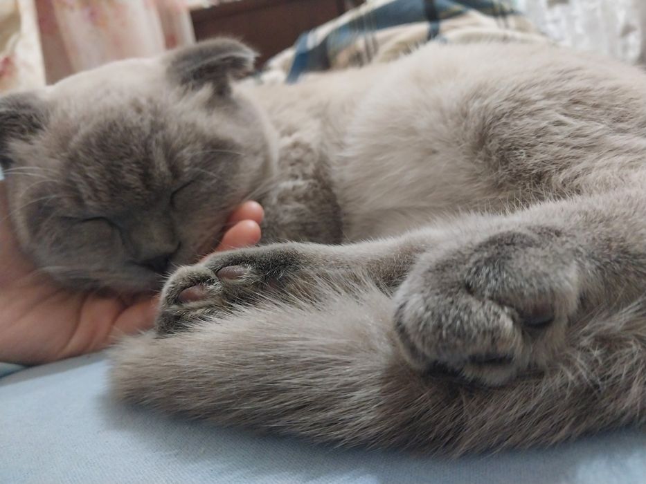 Scottish fold кот