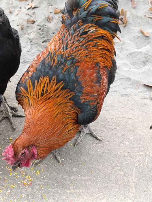 Xo'roz sotiladi 1 ta