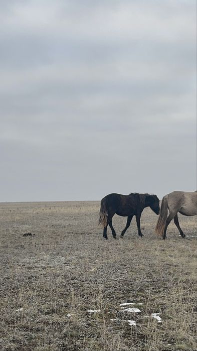 1,5 жасар жылқы. Еркек/ұрғашы семіз